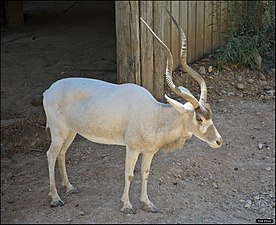 דישון מקראי