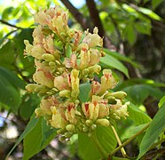 Aesculus flava