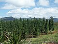 Plantation dans la région des lacs