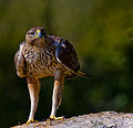 Aigle de Bonelli.