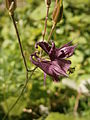 Aquilegia atrata