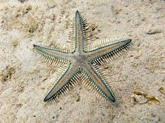 Astropecten polyacanthus ‡