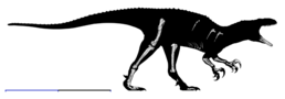 Australovenator wintonensis з відомим матеріалом (білим)