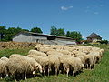 Flock of ewes near Arudy in the Pyrénées-Atlantiques department