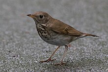 A bicknell's thrush standing on a wet, pavement ground