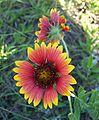 Gaillardia pulchella