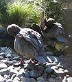 Blue Ducks preening their feathers.