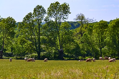 Vue sur une pâture sur la commune d'Allonne