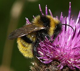 Koiraspuolinen peltoloiskimalainen.