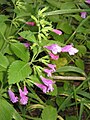 Clinopodium grandiflorum