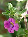 Calibrachoa parviflora: tiny flower and much-reduced hairy leaves seen in extreme close-up.