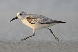 Sanderling