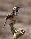 Cactus wren