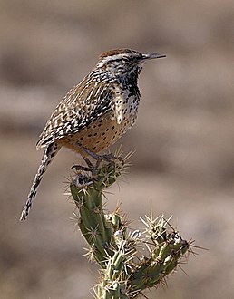 Різжак кактусовий (Campylorhynchus brunneicapillus)