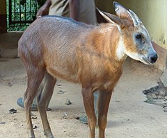 Description de l'image Capricornis rubidus.jpg.