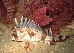 Centropogon australis, un Tetrarogidae.