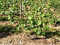 Jeune vigne de chardonnay B en Bourgogne.