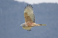 Adult male soaring in flight