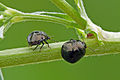 Coptosoma scutellatum in Lithuania