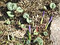 Crocus nudiflorus opening buds