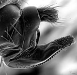 Electron microscope image of the ovipositor of a female