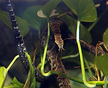 Serpent à tentacules (Erpeton tentaculatum)
