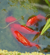 Male goldfish encourage a spawning female and discharge sperm to externally fertilize her eggs