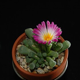 Frithia pulchra