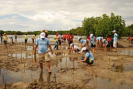 Mangrove planting and other habitat conservation can reduce coastal flooding.