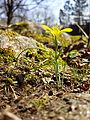 Habitus und Blüten von der Seite