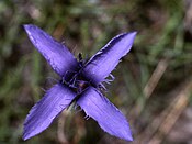 Gentianella ciliata