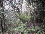 A foggy picture of a rain forest riddled with weeds and various plant life.