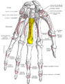 Palmer view of the left hand (third metacarpal shown in yellow).