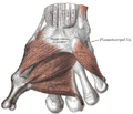 The muscles of the thumb