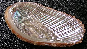 Concha de H. elegans, vista por baixo.