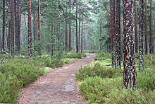 Forêt régulière de pin traversée par un chemin.