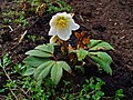 Helleborus nigerの花と葉