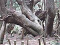 2016年8月9日 (火) 00:39時点における版のサムネイル