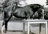 The mare Lady Wonder, photographed in 1940 for Life magazine.