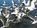 Lesser black-backed gulls in a feeding frenzy