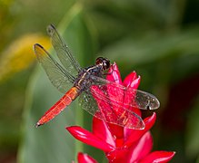 Libellula herculea