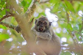 Long tailed macaque