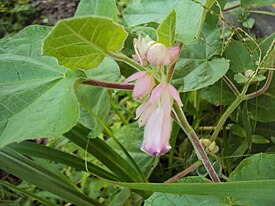 Martynia annua