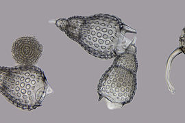 Radiolarios (Radiolaria, Rhizaria)