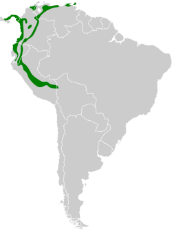 Distribución geográfica del mosquero rayadito.