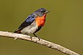 Mistletoebird