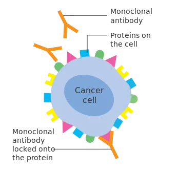 File:Monoclonal Antibody.webp