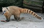 Coati roux