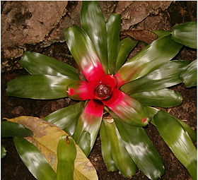 Neoregelia