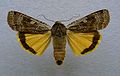 Large yellow underwing Noctua pronuba Noctuinae